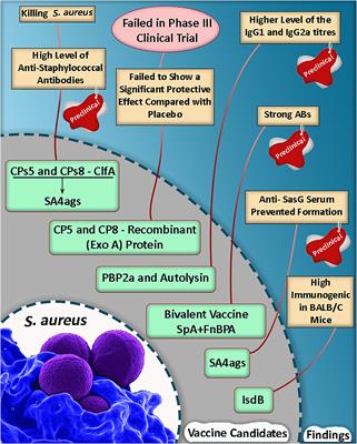 Staphylococcus aureus Putative Vaccines Based on the Virulence Factors: A Mini-Review